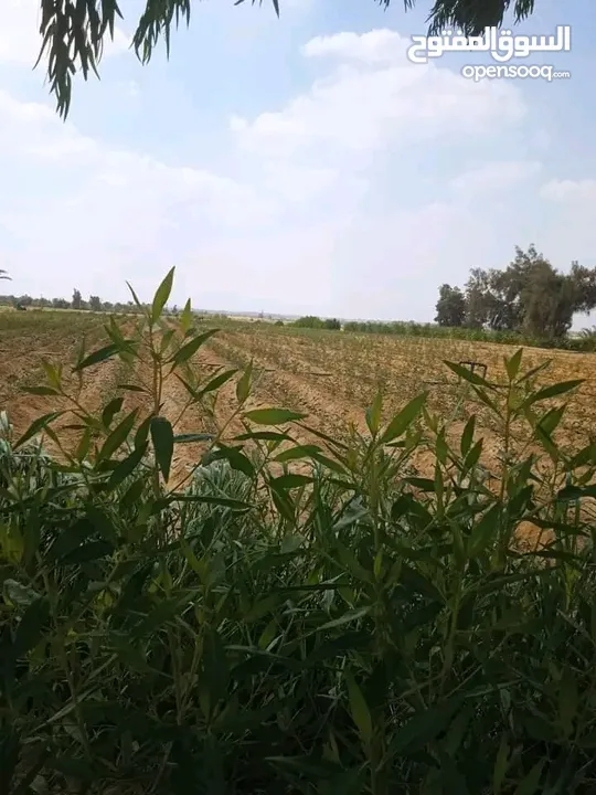 خمسه فدان مسجله ومستوفيه الاوراق الارض ملكيه خاصه افراد 800 متر من الطريق الرئيسي