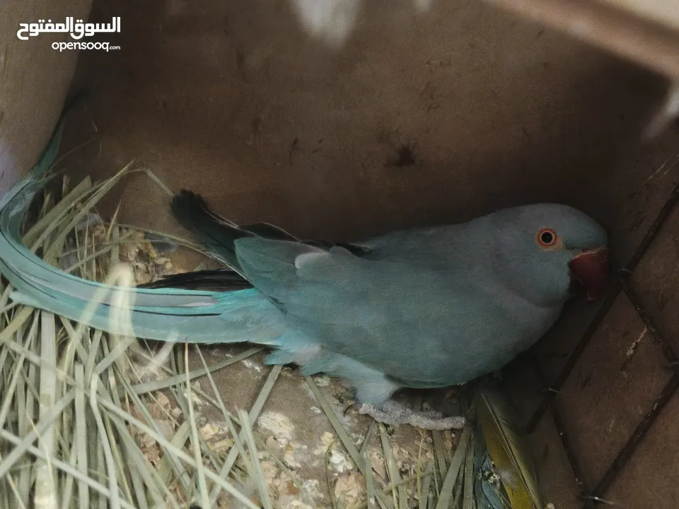 ببغاء كويكر. و دره. و فراخ دره و كويكر  تابع وصف طيور بسعر حرق