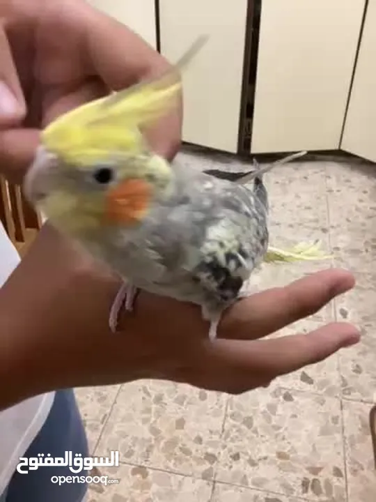 عصفور ككتيل اليف للبيع