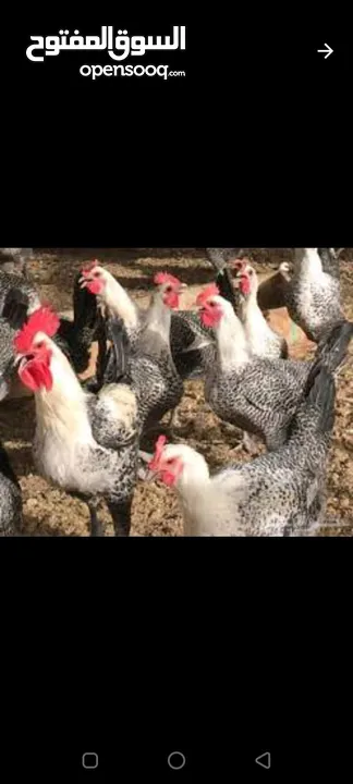 فراخ فيومي