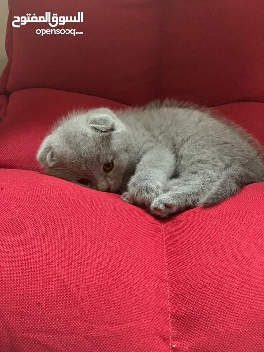 SCOTTISH FOLD AND BRITISH SHORT HAIR