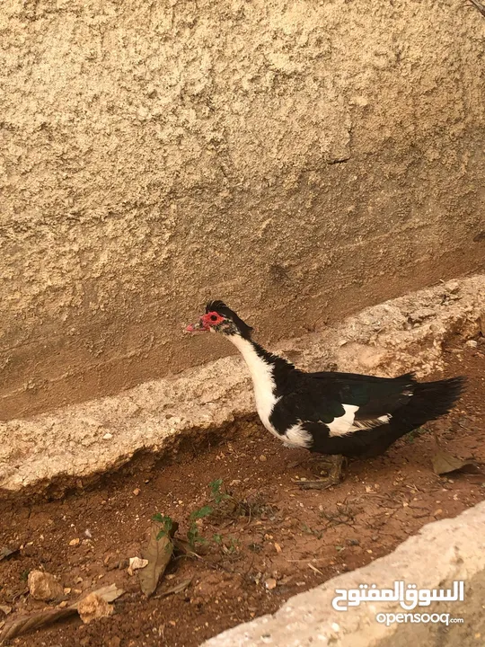 جاج بلدي بياض