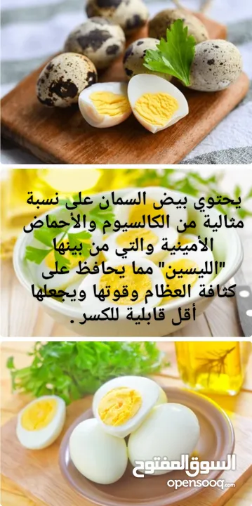 بيض السمان