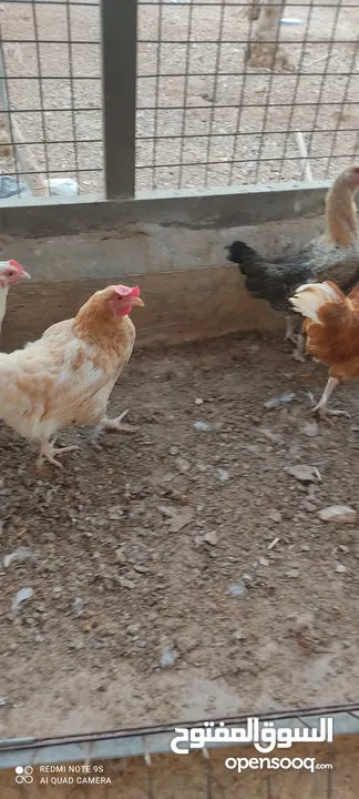 دجاج لوهمان