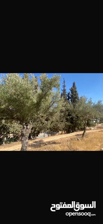 قطعت ارض في أم جوزه دنم و 23 متر (قابل  للتفاوض)موقع رائع الحجر مستورد من نابلس و انبا في 1950