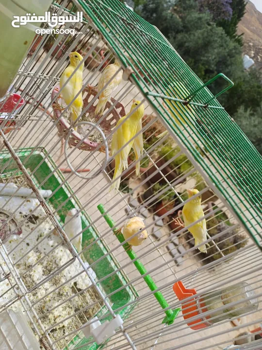 عصافير كنار للبيع جواز جاهزه في  اشي مع بيض واشي مش مع بيض وفي فراخ صغار جواز