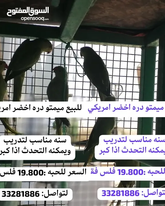 متوات خضران العمر مناسب للتدريب وللتحدث