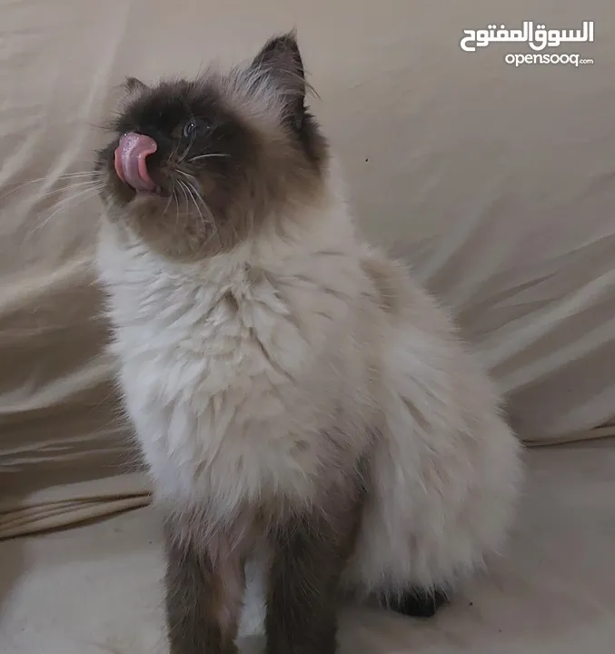 قطتين هملايا للتبني مجاناً شرط تقوى الله بهذه المخلوقات