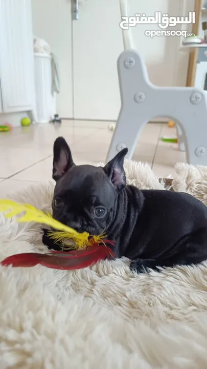 French bulldog puppies