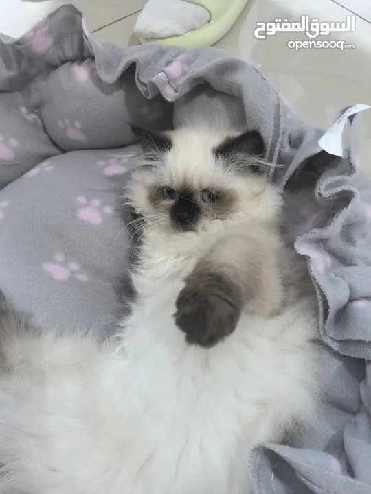 Point - colored Ragdoll, 3 months oldThe kitten is lively and cute. It has received two doses of vac