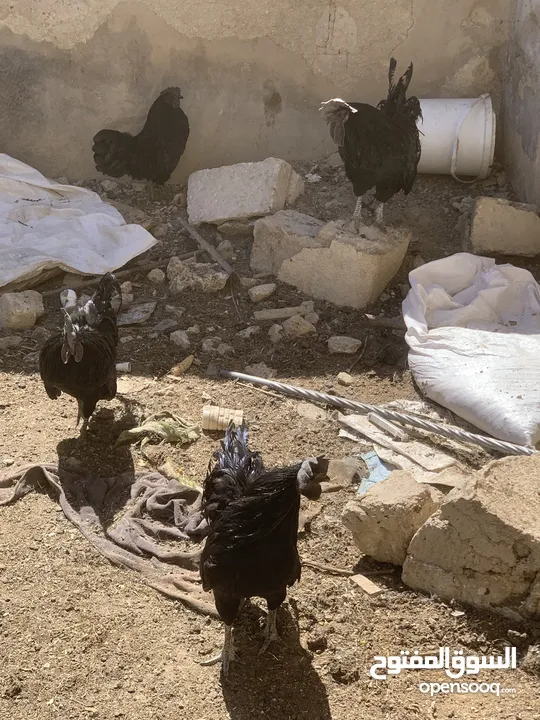 ديوك لمبرجيني و صيصان صحة و نظافة  بلدي للبيع