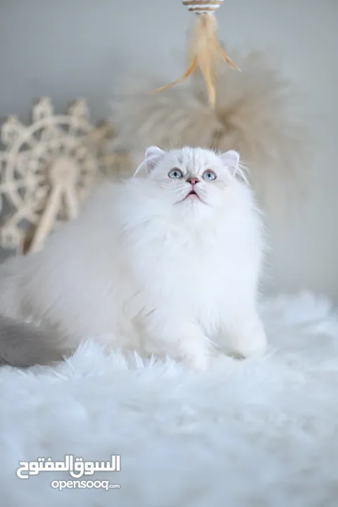 Scottish British shorthair longhair kittens British shorthair Scottish fold kittens Scottish