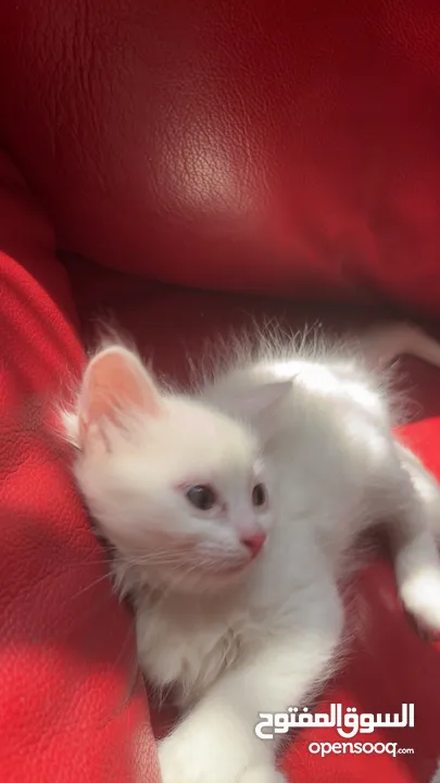 برتش مكس شيرازي