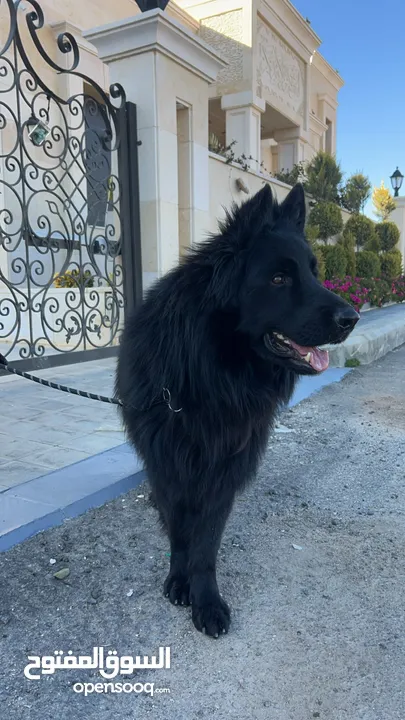 German shepherd male for stud