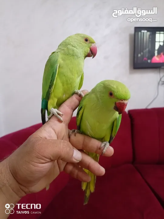 جواز كنار جوز دره اليفات كوكتيل اليف ذكور كنار جوز فيشر تحتو بيض