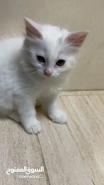 برتش مكس شيرازي