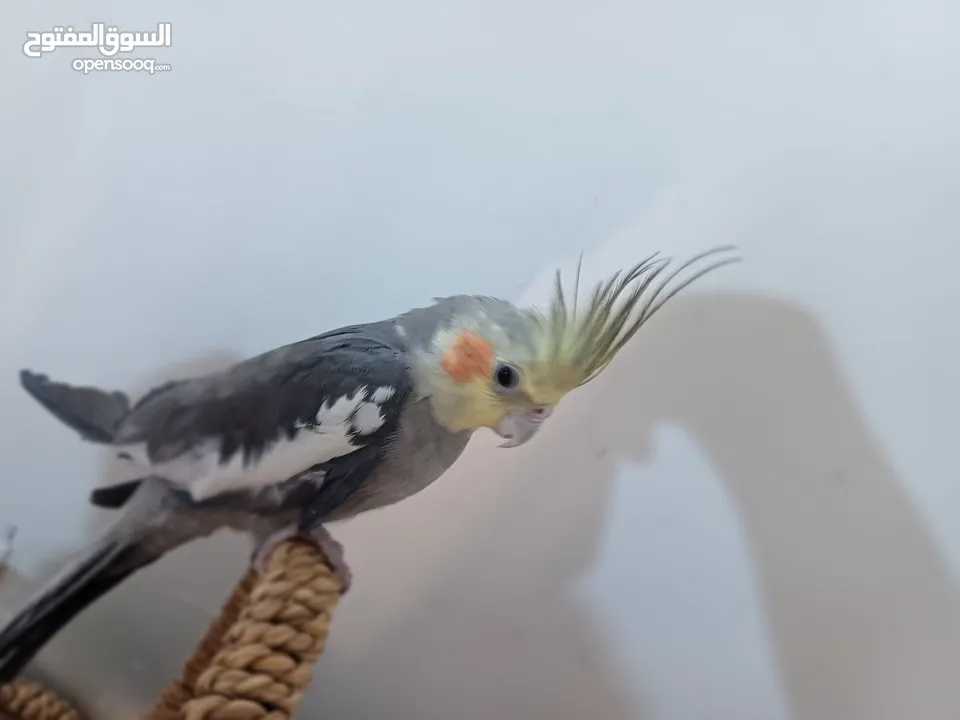 عصفور كوكتيل اليف للبيع دون بدل مع قفص واغراضه