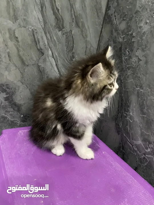 Siberian kitten/ cat
