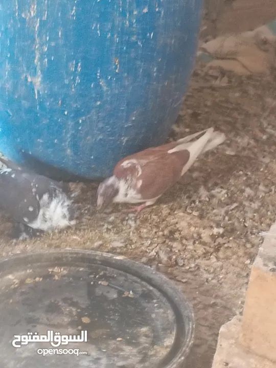 حمام للبيع