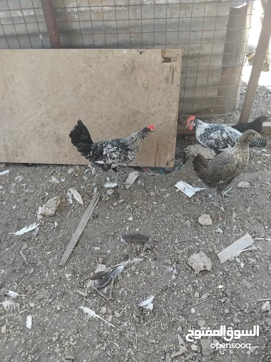 موجود عشر ديوك بلدي عمر خمس اشهر
