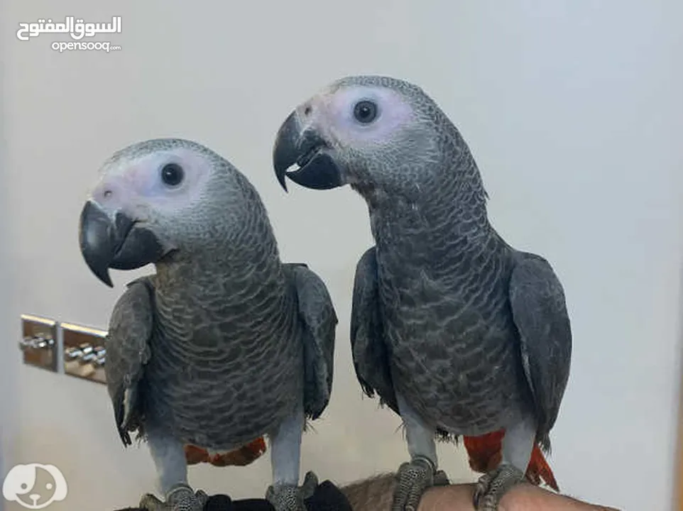 African Grey Parrot( Congo)