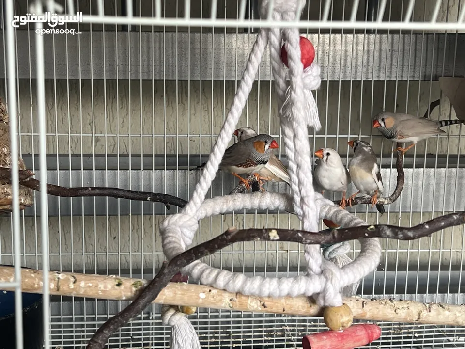 Pet shopbird ::  pure breed and healthy Zebra finch X 6 birds with large cage
