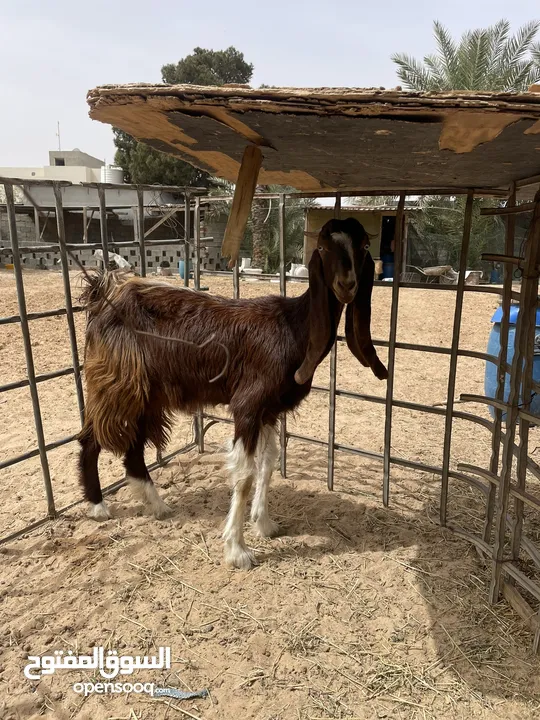 ماعز عربي جنس قبرصي الله يبارك معيز حليبً ودلال ترياء