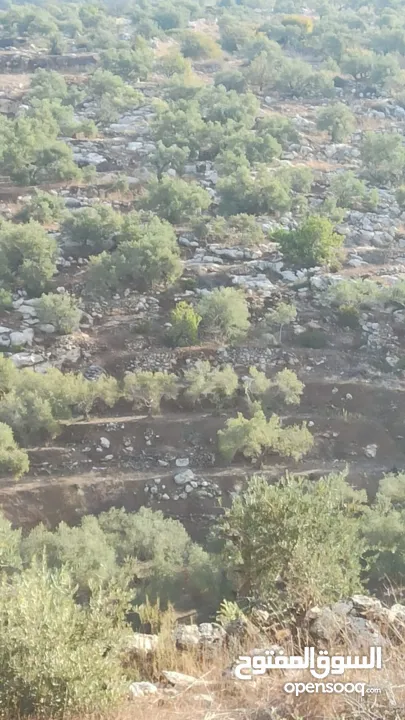 ارض على طريق بلعا دير الغصون قبل مفرق اكتابا