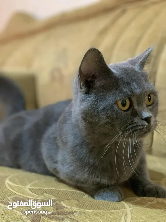 سكوتش للبيع انثى حامل من سكوتش كمان لببيع
