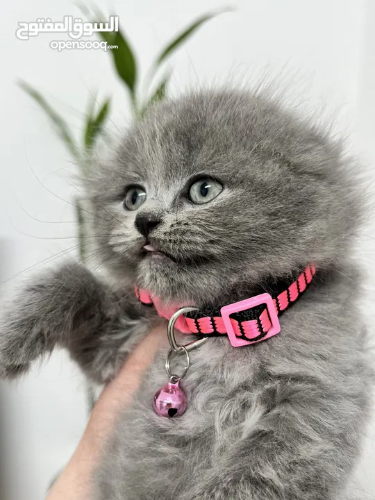 Scottish Fold Long Hair/ female