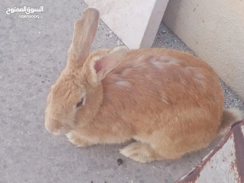 ارانب للبيع ثلاثه ذكرين وانثى الماني