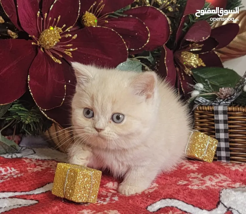 pure bread British shorthair