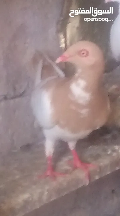 ريش ويعيش للبيع