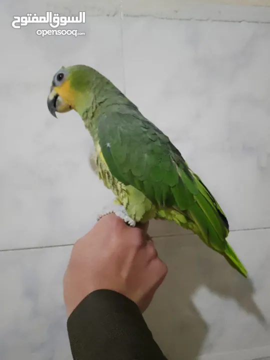 ببغاء امزوني اليف  هادي جدا للبيع قابل البدل على طيور