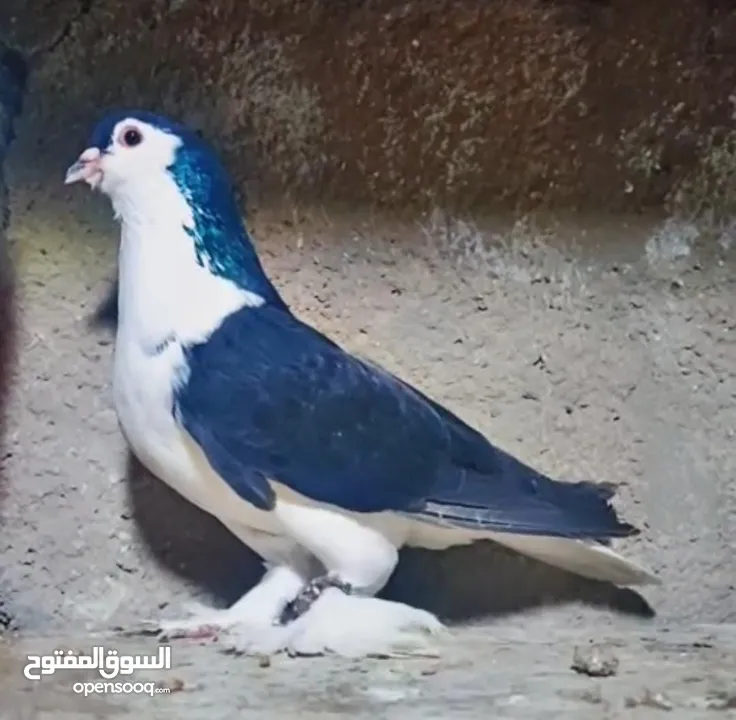 بسم الله الرحمن الرحيم   متاح بالصلاة على النبي   مسود قراقطه شامي   مطوق احمر   مطوق اسود   عنابي ا