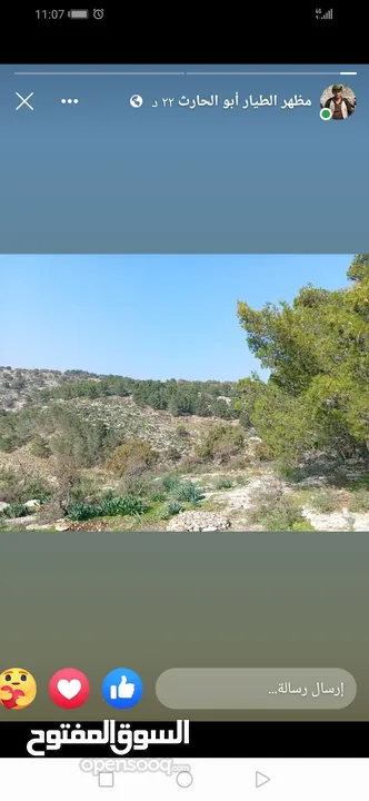 دجاج +صيصان