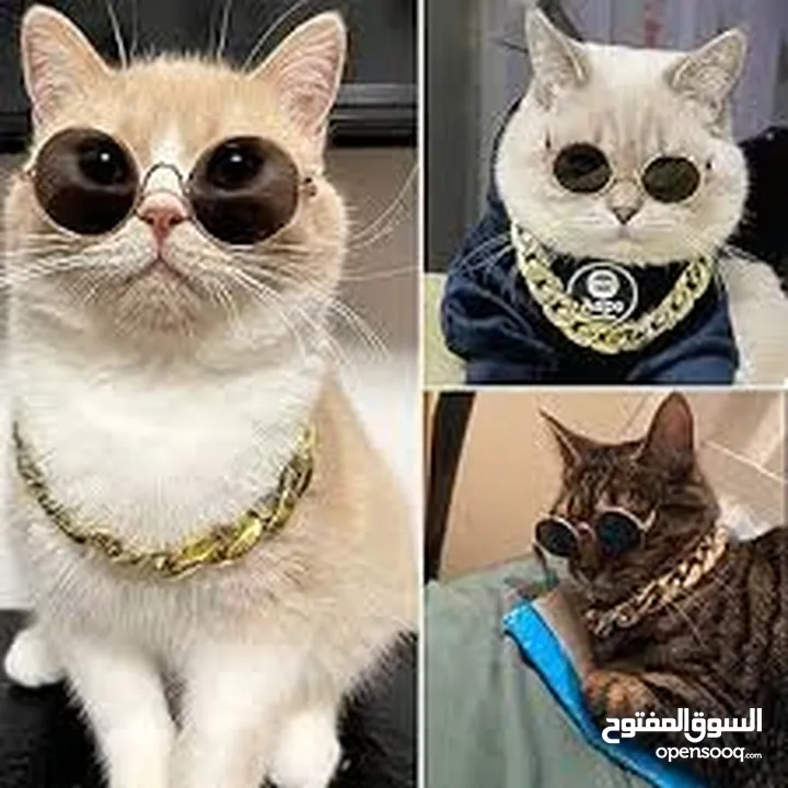نظارات قطه او كلب بيبي شمسيه او قراءه تناسب جميع الانواع قطة  سكوتش انغوارا  شيرازي و لكل الاعمار لا