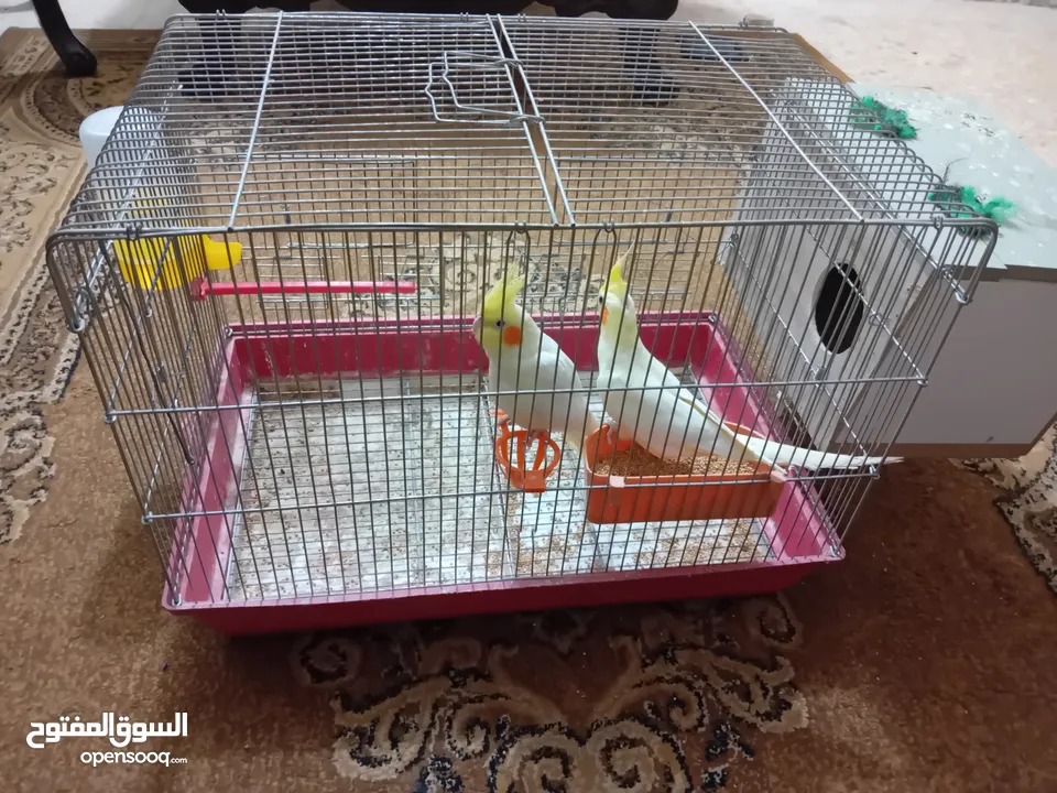 جوز كوكتيل لاتينو عين حمراء للبيع