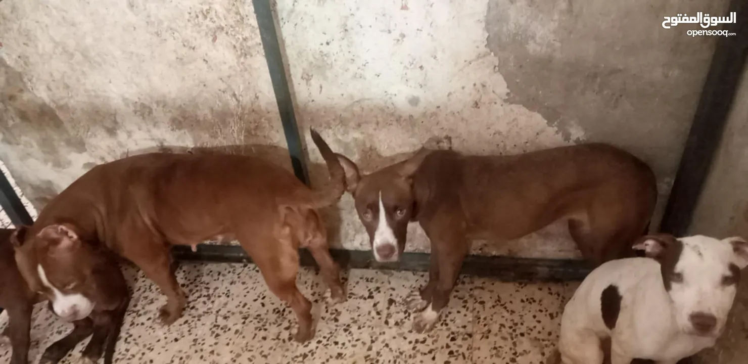 6كلاب للبيع 3 ذكور وا 3 إناث