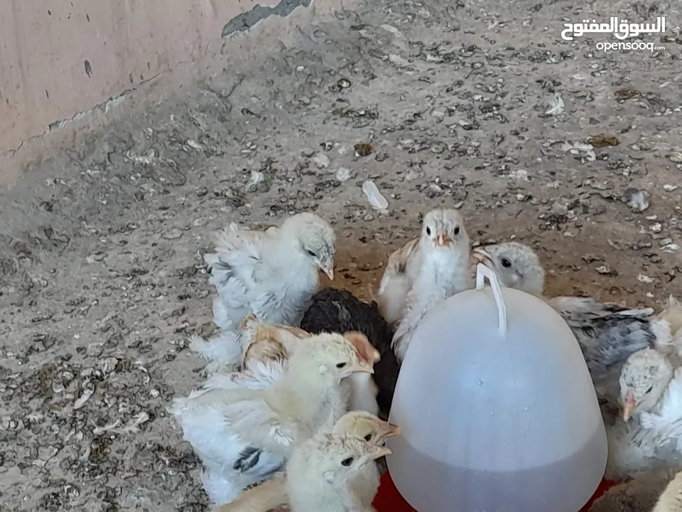 صيصان براهما مستويات عالية