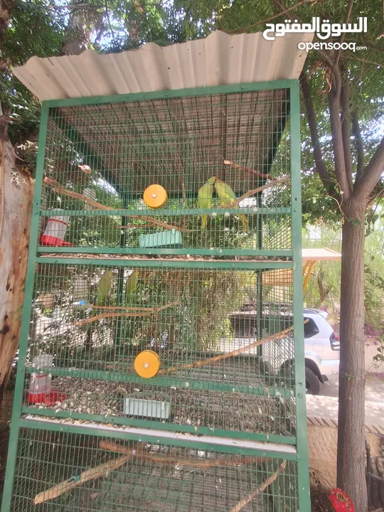 بغبغاء درة جوز عدد 2