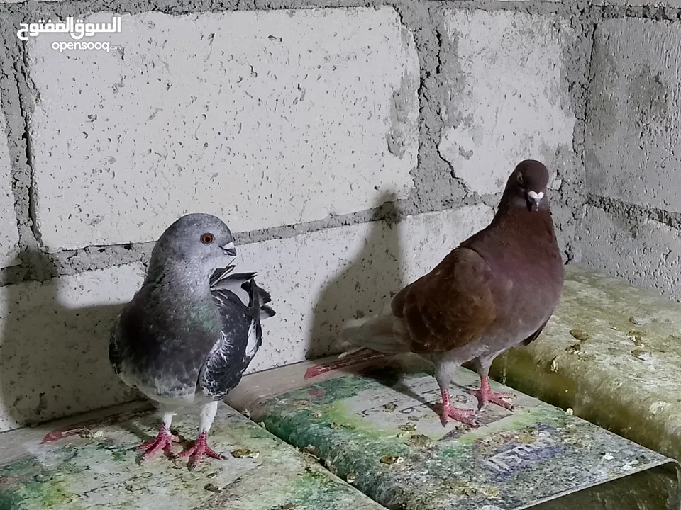 جواز حمام شغلات ميه بل ميه