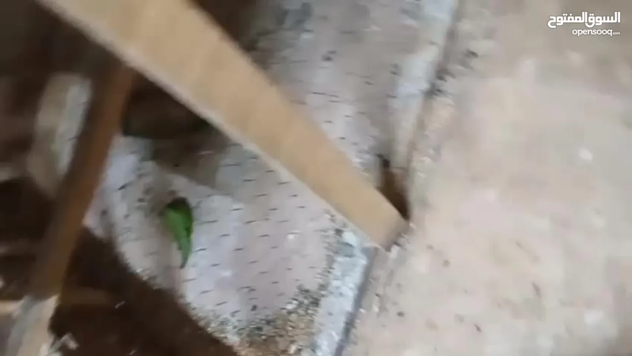 طيور الحب نوع البادجي بأحلى الألوان والأصوات