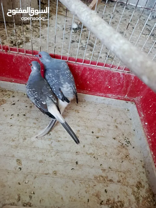 جوز ماسي شغال