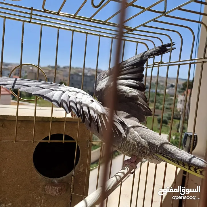 عصافير كوكتيل للبيع حبات جامبو ونضيفه