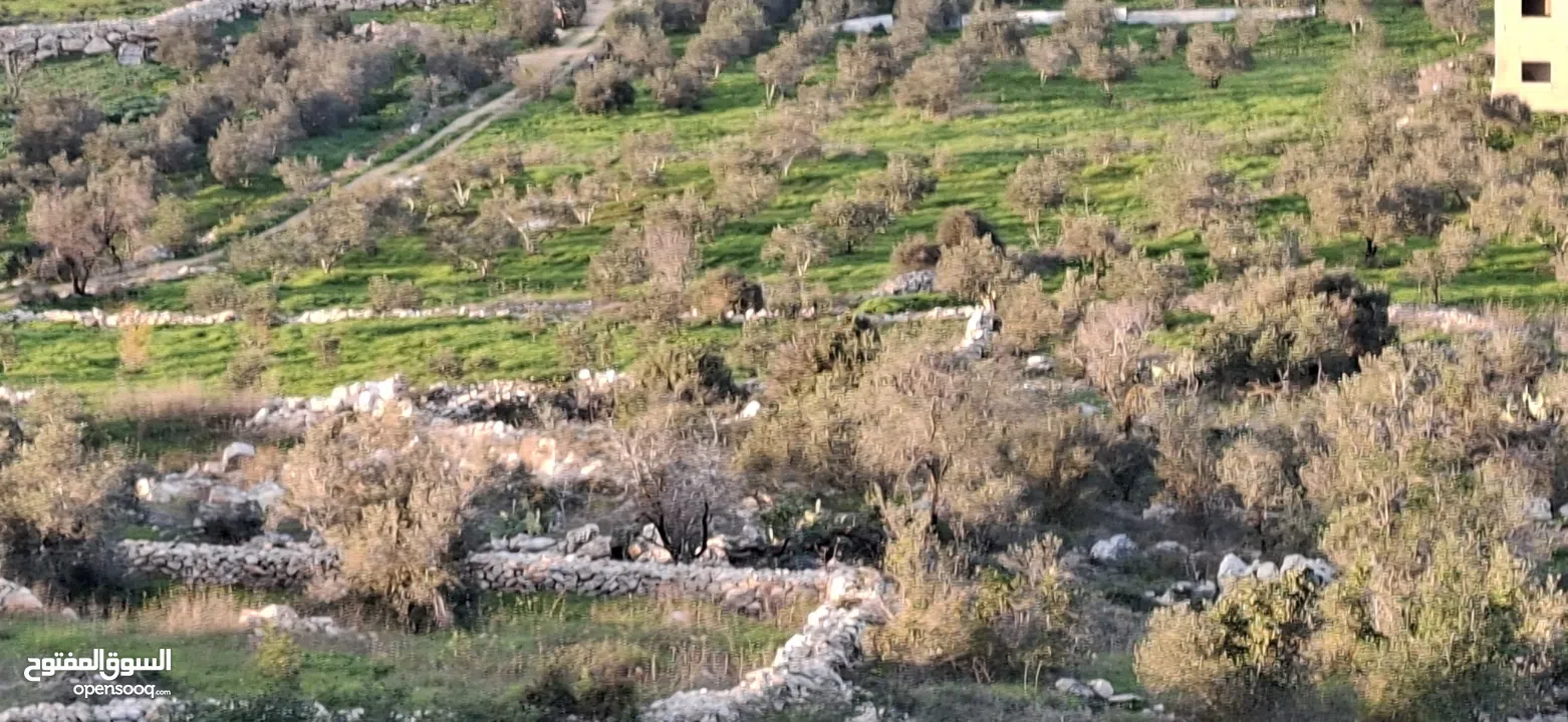 800متر طابوا فلسطيني في اجمل موقع بالكفريات واطلالة مميزةمنطقة( b)صالحة للبناء