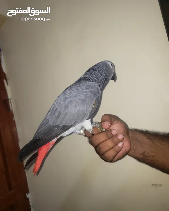 Very friendly African grey with paper