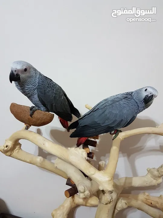 WHATSAPP 052.763.8320 AFRICAN GREY PARROTS FOR ADOPTION