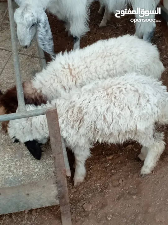 للبيع عبورتين وصخله