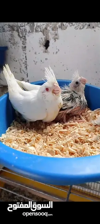 فرخين كوكتيل زق يدوي واحد البينو وواحد بايد